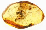 Detailed Fossil Ant and Oak Stellate Hair Clusters in Baltic Amber #367523-1